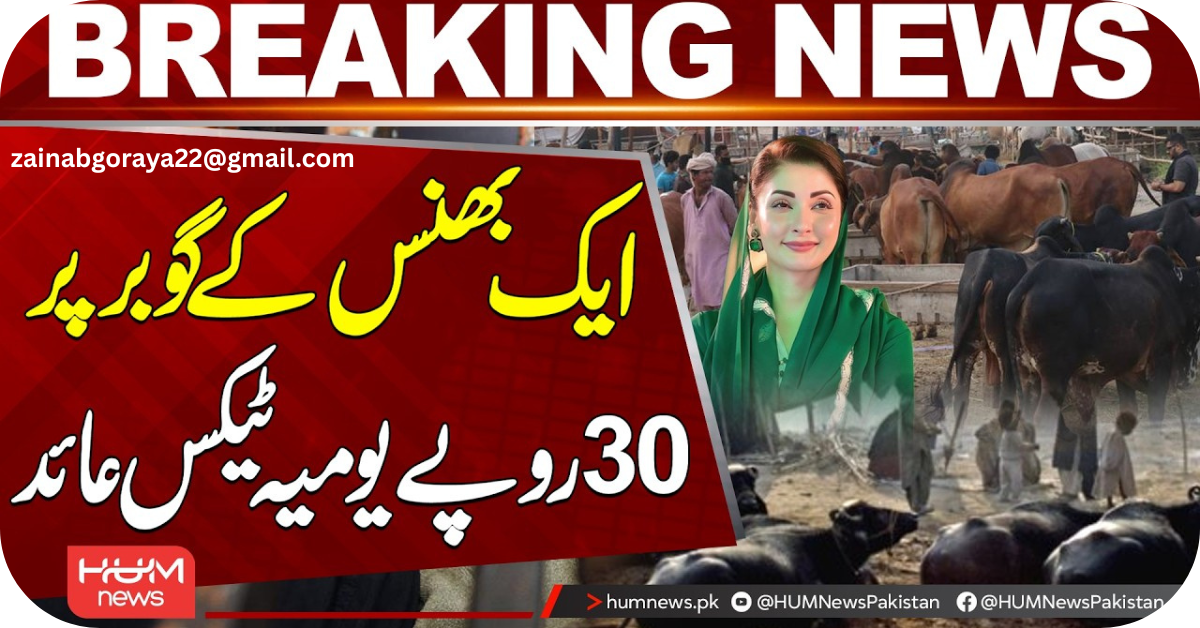 Black Gold, Blind Policy:A Tax Tale,گاؤں کا کالا سونا
